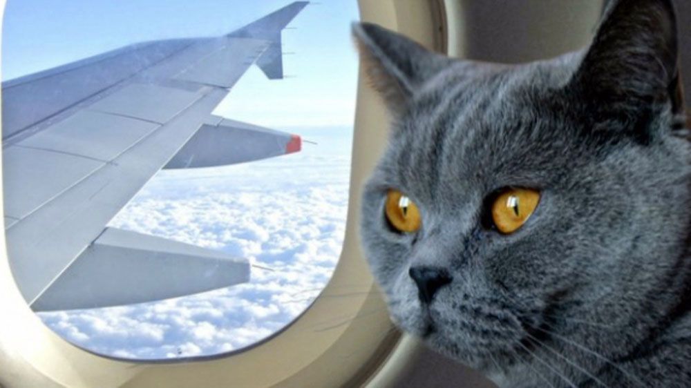 Рейс Киев-Анкара был задержан из-за пассажира с 7 котами
