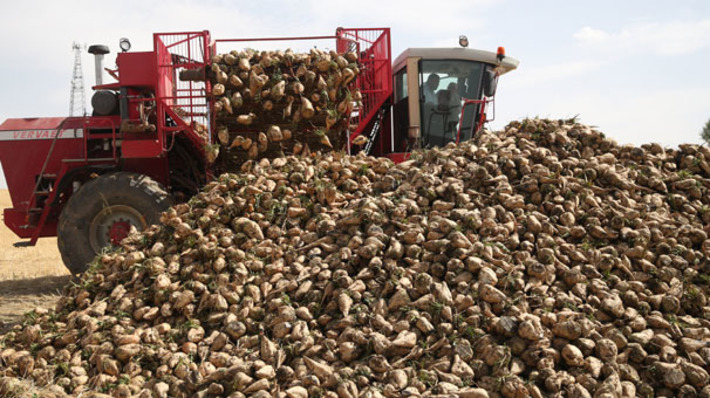 Побит десятилетний рекорд урожая сахарной свеклы в Элязыге