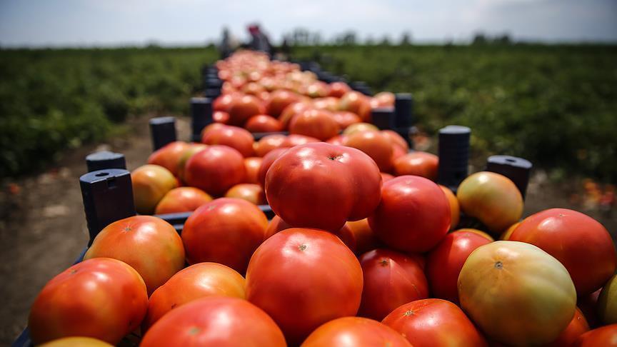 17 тонн незаконно ввезенных турецких томатов было уничтожено в Подмосковье