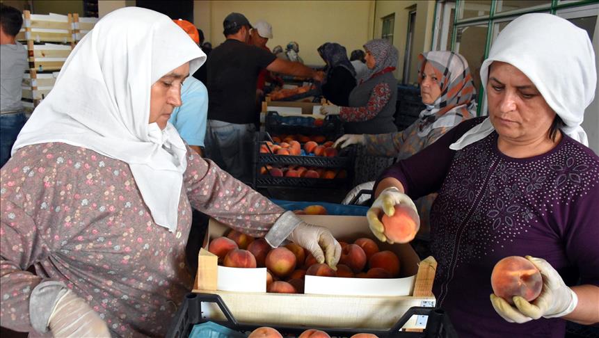 Турции увеличил поставки персиков в РФ