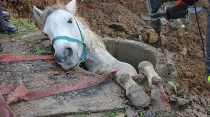 Лошадь провалилась в канализационную трубу в Измите (фото + видео)