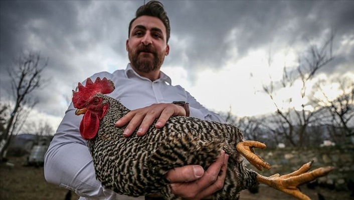У турецкого фермера куры несутся под музыку Моцарта