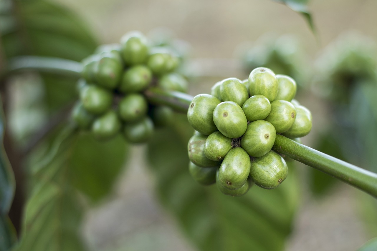   Где можно приобрести не обжаренные зеленые зерна кофе в Анталии?