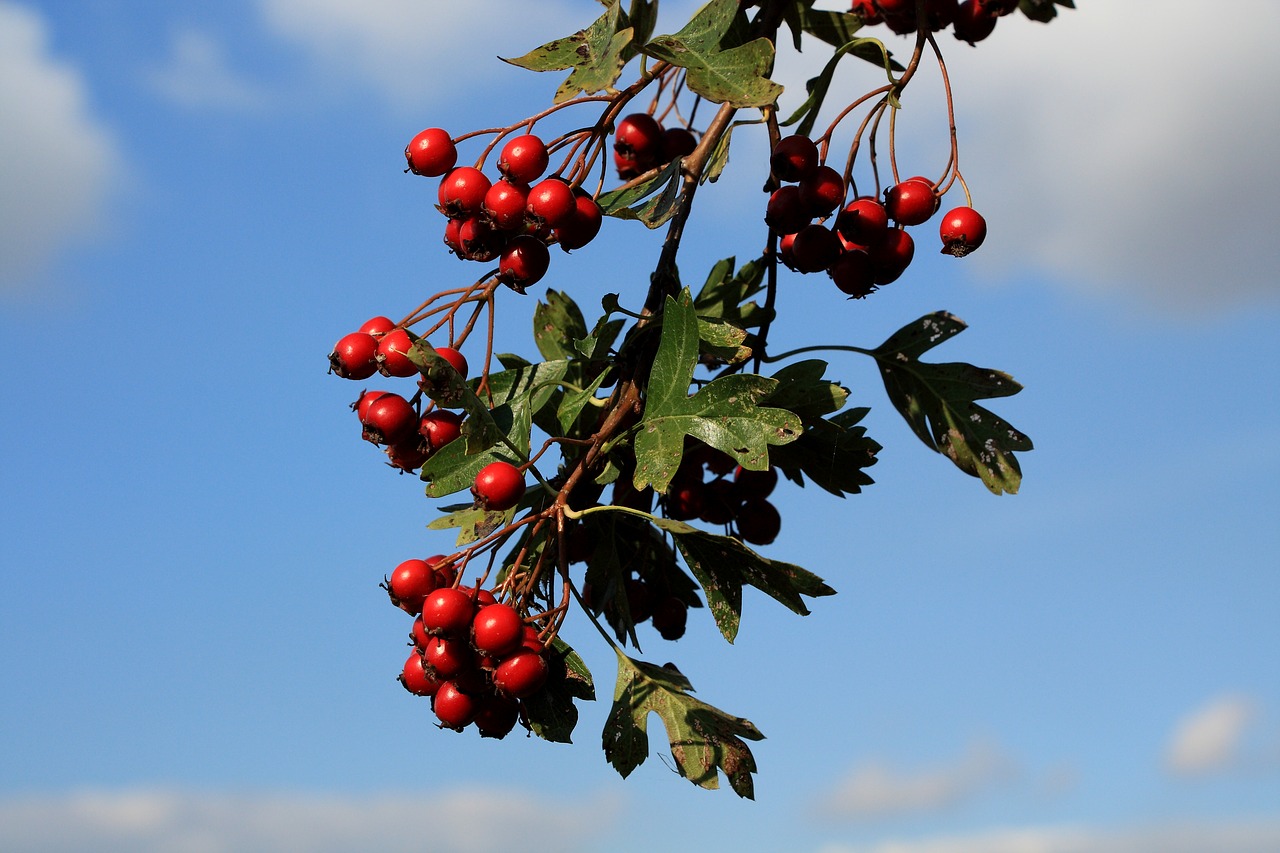   Где можно найти ягоды боярышника в Анталии, свежие или замороженные?  