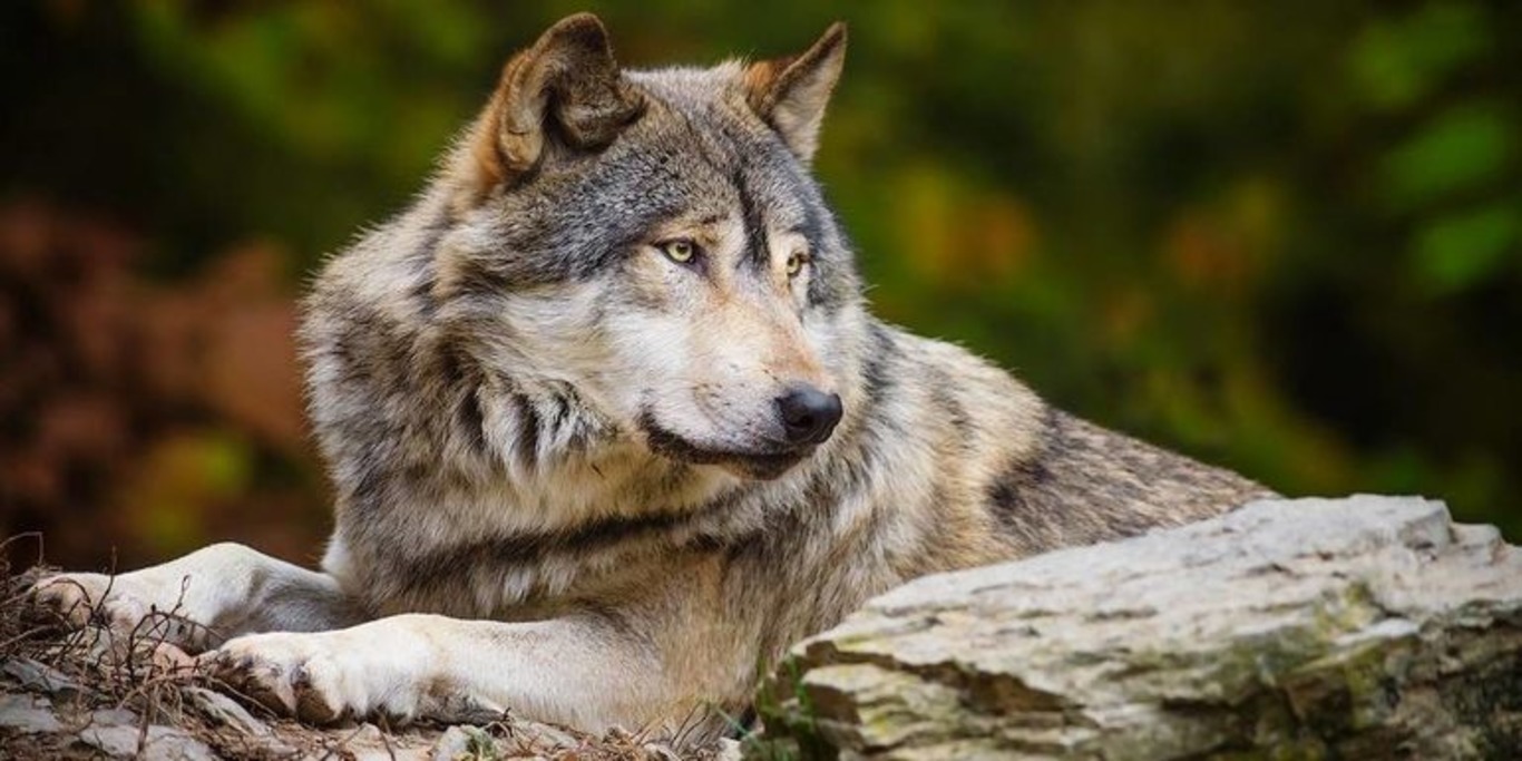 Сбежавшего из зоопарка волка видели в Анталии