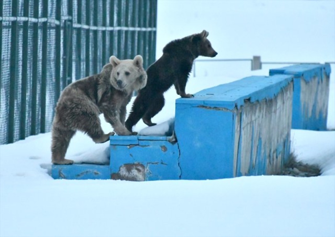 По улицам Карса ходят медведи
