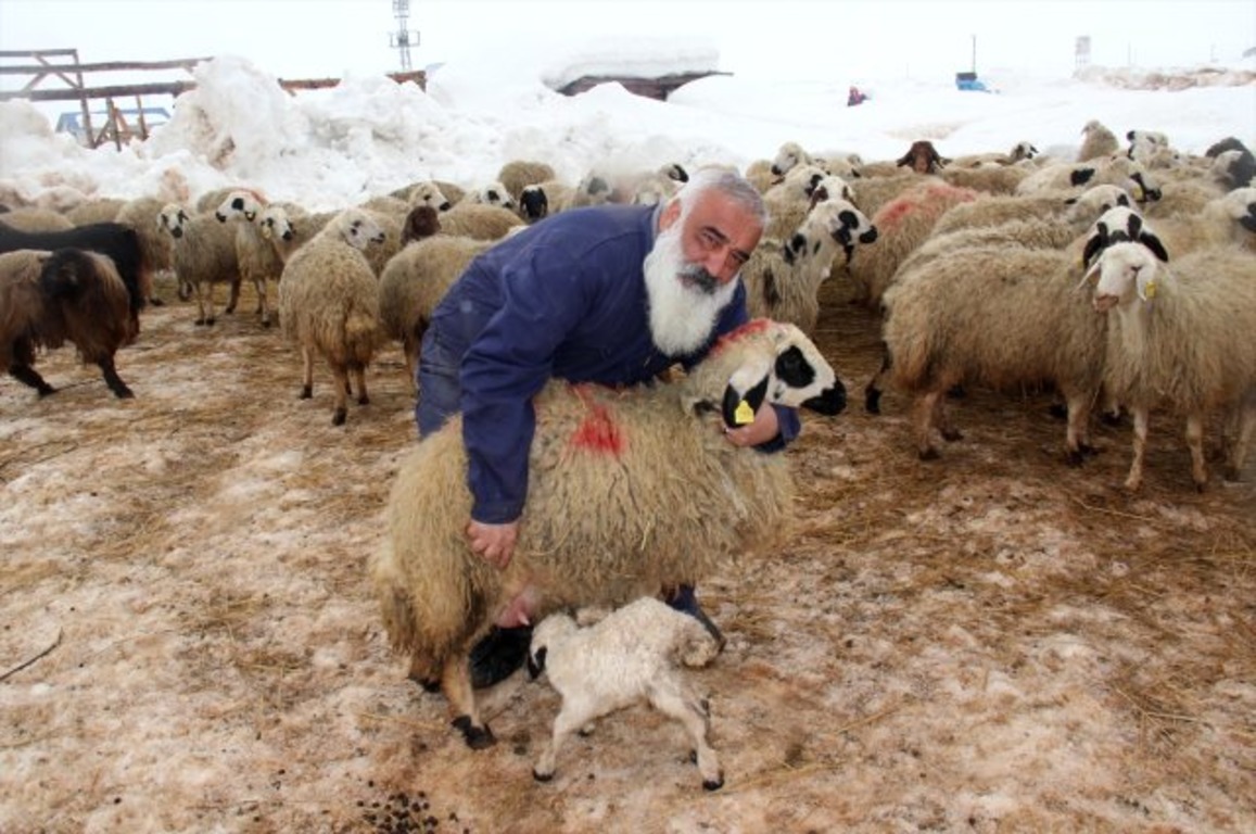 Житель Стамбула променял автомобили на овец