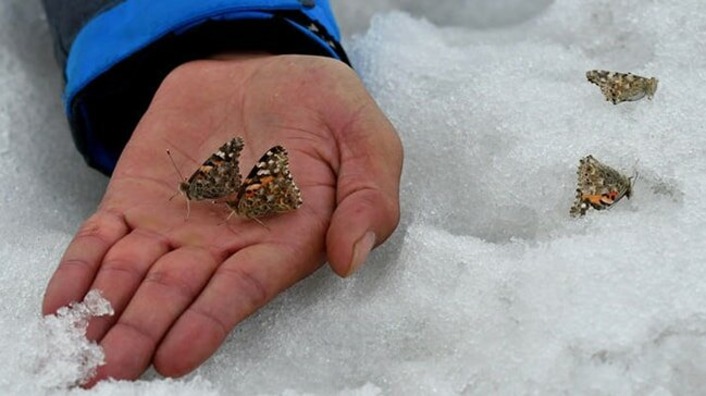 В Турции бабочки гуляют по снегу
