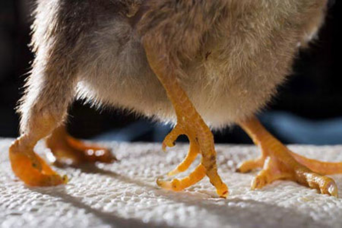 В Турции снова родился цыпленок с четырьмя ногами