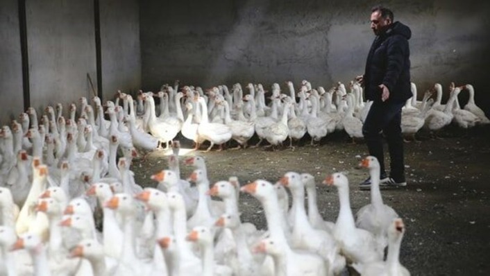 Турецкий фермер экспортирует гусей в Россию