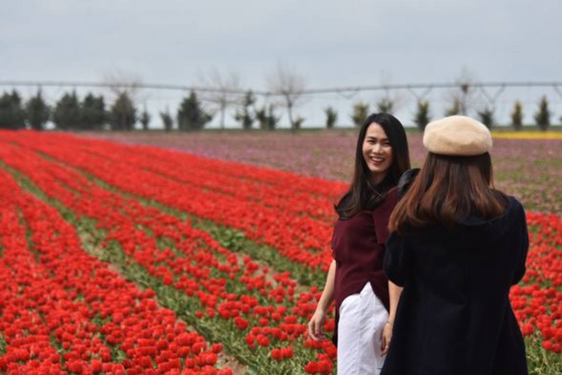 Тюльпановые поля в Конье привлекают иностранных туристов