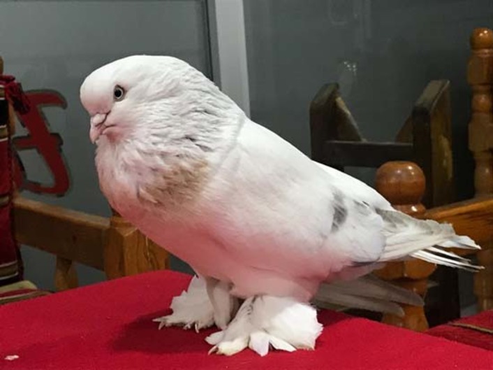 В Турции продают голубей по цене квартиры