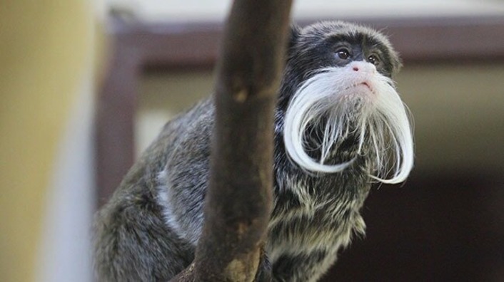Бородатые обезьянки принесли потомство в зоопарке Бурсы (видео)