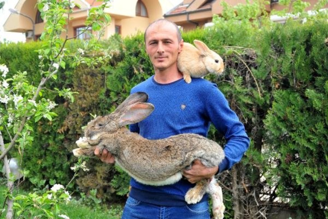 Иностранные туристы в Турции предпочитают мясо кролика