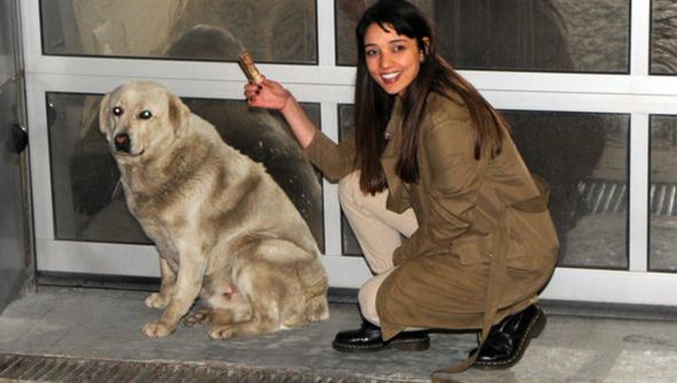 Известная турецкая актриса кормит бродячих собак