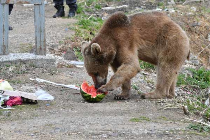 В турецком Карсе медвежонок пришел поужинать в город