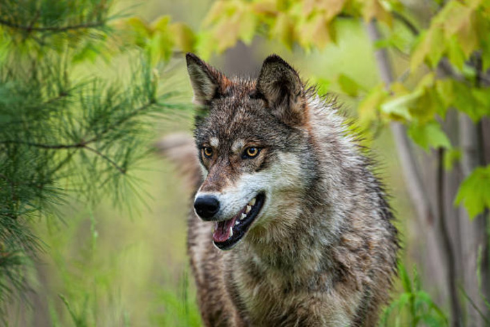 В Анталье прекратили поиски сбежавшего волка