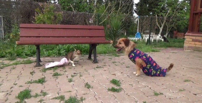 В Стамбуле безногие кот и пес дружат всю жизнь (видео)