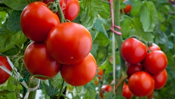 Россия вернула Турции партию зараженных томатов