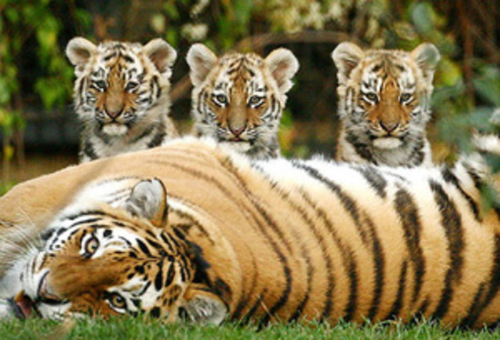 В турецком зоопарке родились бенгальские тигрята (видео)