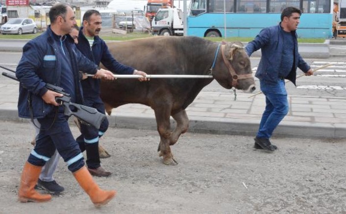 В Эрзуруме по улицам  5 часов бегал бык (видео)