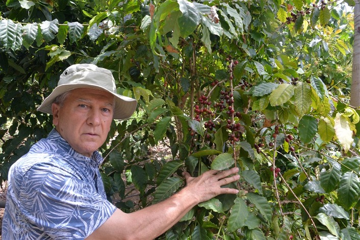 Житель Антальи собрал первый урожай кофе