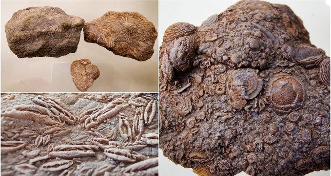 В музее Диярбакыра выставлена окаменелость возрастом 50 млн лет