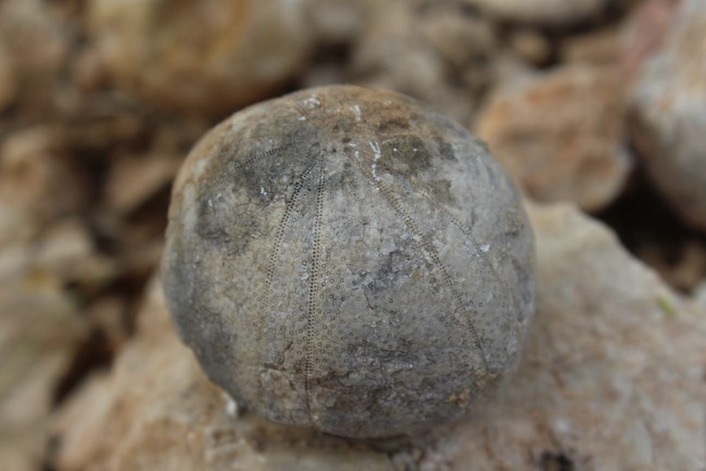 Турецкий пастух обнаружил окаменелости возрастом 85 млн лет