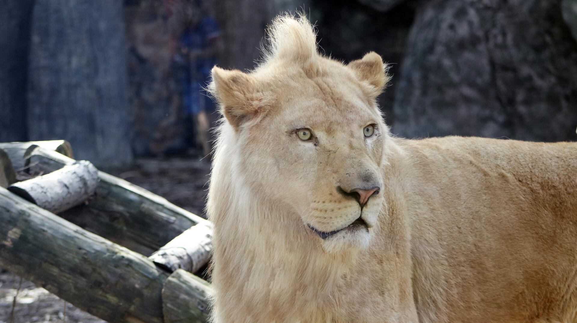 Турецкий зоопарк купил уникальных белых львов