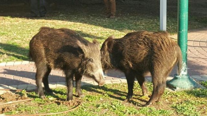 Курорт Кушадасы посетили дикие свиньи