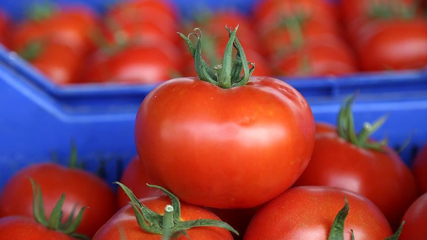 Турция планирует довести экспорт томатов до $1 млрд