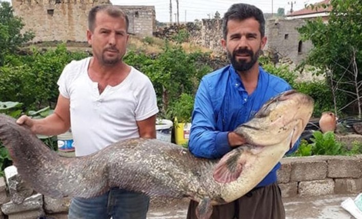 В турецком Невшехире рыбаки поймали гигантского сома