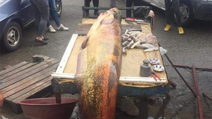 Турецкий рыбак поймал гигантского сома
