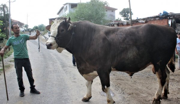 Самого крупного быка в Бурсе продают за 45 тыс лир