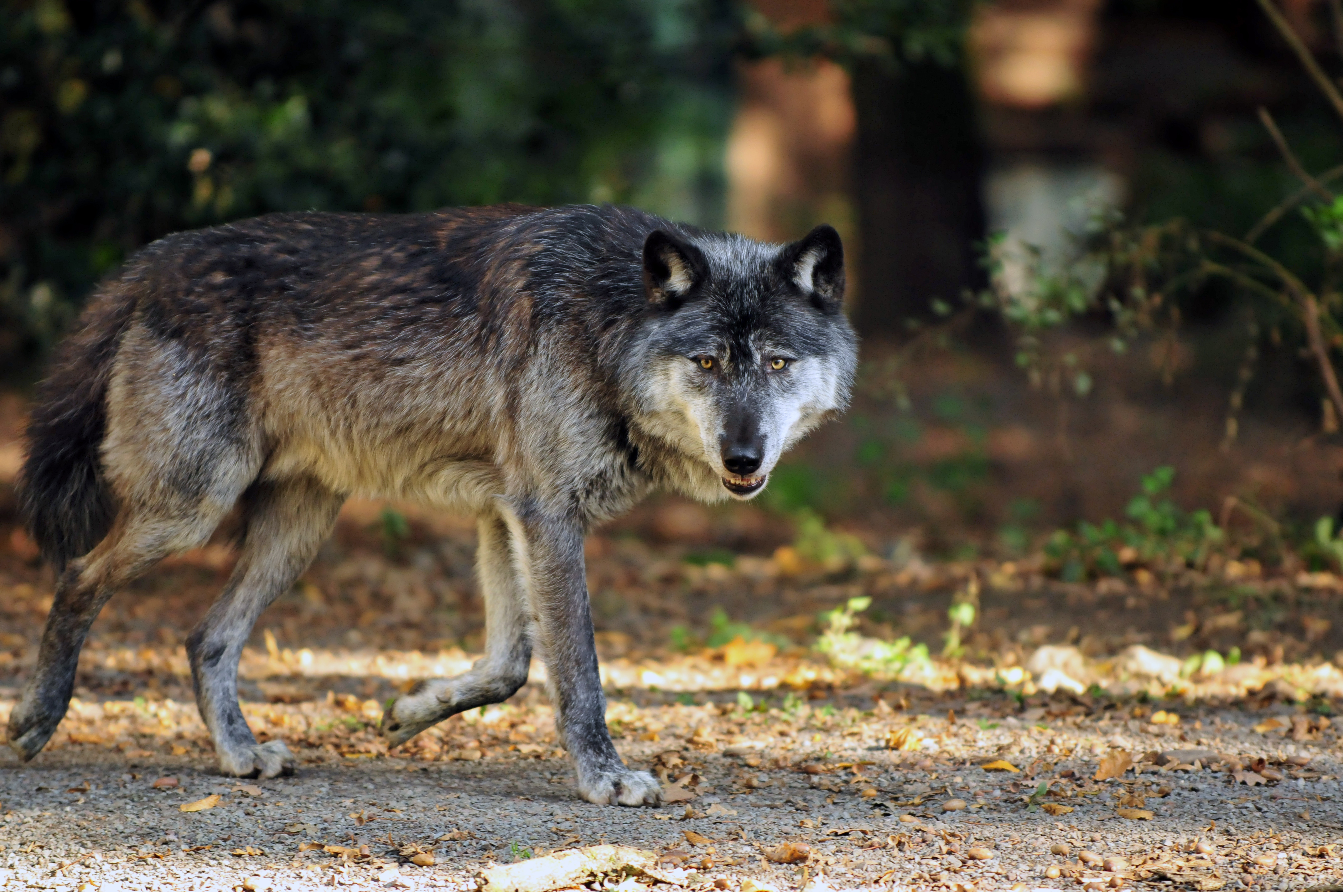 По улицам Малатьи бродит голодный волк
