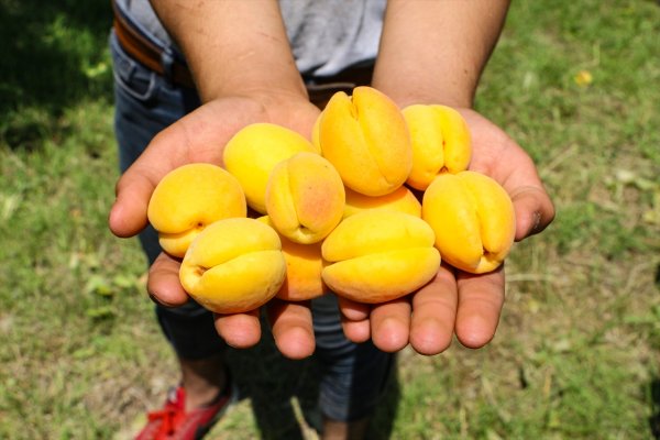 Лучшие сорта турецких абрикосов экспортируются в Россию