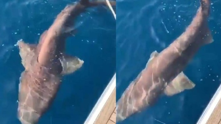 В Анталье на удочку поймали гигантскую акулу (видео)
