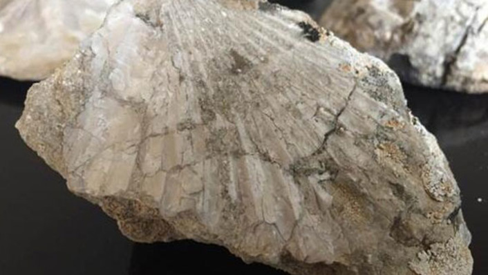 В Турции обнаружены окаменелости возрастом 35 млн лет
