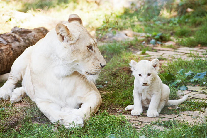 Стамбульский зоопарк ищет имена для тигров и львов