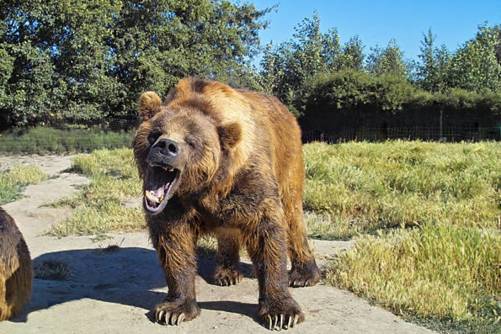 В турецком Сарыкамыше обнаружили медведя-футболиста (видео)
