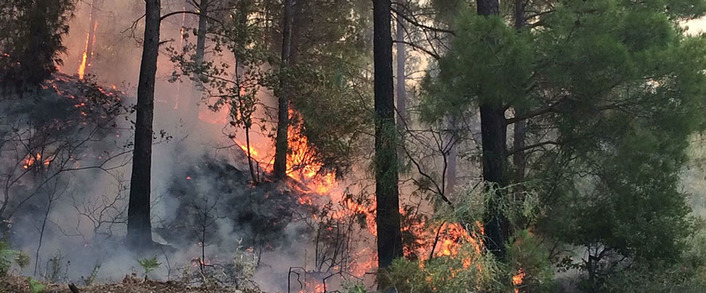 В туристической Анталье тушат лесной пожар