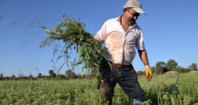 В Памуккале ожидают рекордный урожай тмина