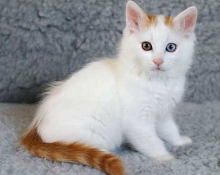 Турецкие ученые опровергли миф о глухоте ванских кошек 