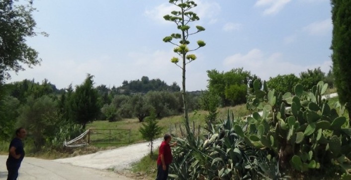 В Турции зацвела редкая мексиканская агава