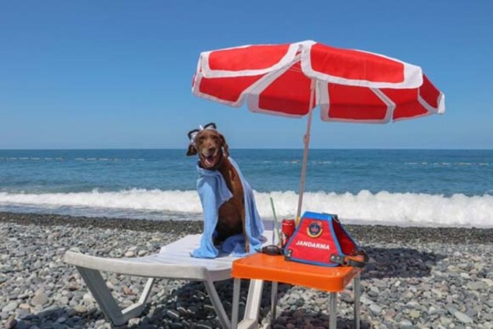 Турецкую служебную собаку с почетом проводили на пенсию