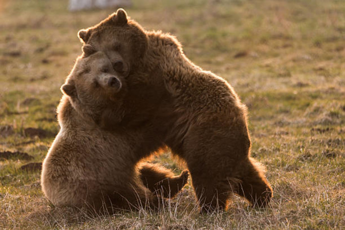 На востоке Турции наблюдается нашествие медведей