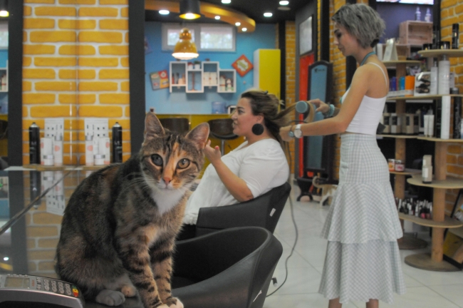 В парикмахерской Измита живут 15 кошек