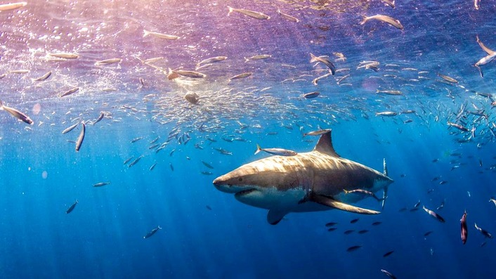 Турция планирует увеличить популяцию акул в Средиземном море