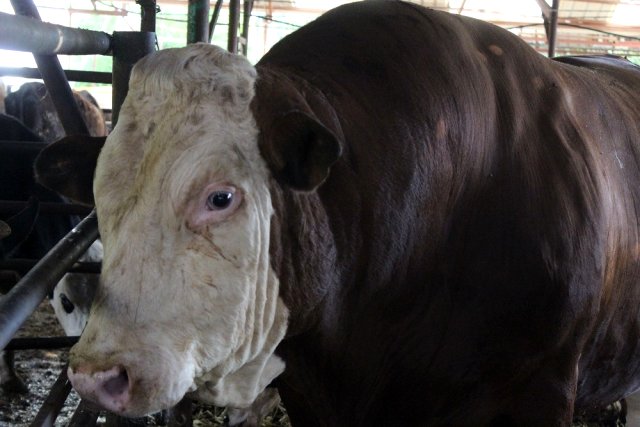 Студент из Антальи вырастил быка весом 2 тонны