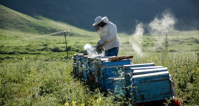В Ширнаке производят уникальный лавандовый мед